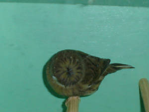 dsc01325.jpg